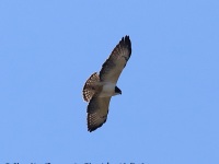 819A0357Short-tailed_Hawk
