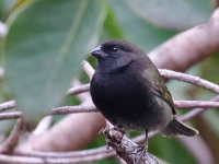 A10A0973Black-faced_Grassquit