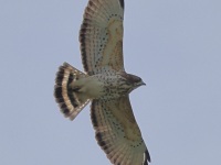 A10A0990Broad-winged_Hawk