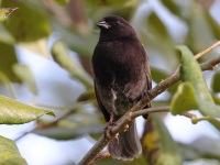 A10A1001Black-faced_Grassquit