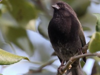 A10A1006Black-faced_Grassquit