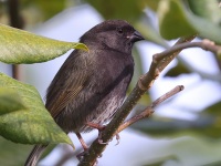 A10A1017Black-faced_Grassquit