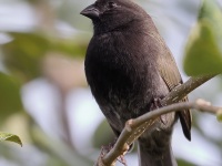 A10A1047Black-faced_Grassquit