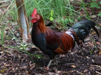 A10A1246Red_Junglefowl