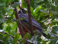 A10A1394Red-legged_Thrush