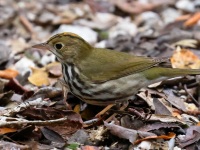 A10A1466Ovenbird