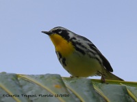 A10A1494Yellow-throated_Warbler