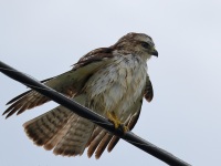 A10A1507Broad-tailed_Hawk