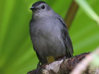 A10A1523Gray_Catbird