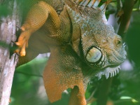A10A1557Green_Iguana