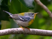 A10A1591Northern_Parula