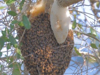 A10A1640Bees_Nest_Florida