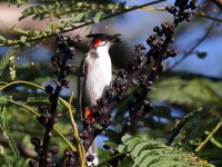 A10A1652Red-whiskered_Bulbul