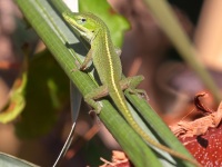 A10A1676Green_Anole_Lizard