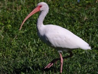 A10A1703White_Ibis