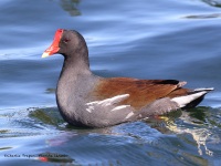 A10A1720Common_Gallinule