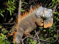 A10A1764Green_Iguana