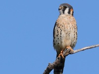 A10A1845American_Kestrel