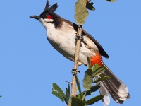 A10A1924Red-whiskered_Bulbul