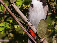 A10A1966Red-whiskered_Bulbul