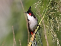 A10A1994Red-whiskered_Bulbul