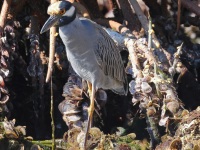 A10A2035Yellow-crowned_Night-heron