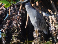 A10A2049Yellow-crowned_Night-Heron