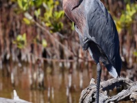 A10A2056Reddish_Egret