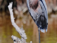 A10A2080Reddish_Egret