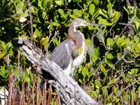 A10A2086Tricolored_Heron