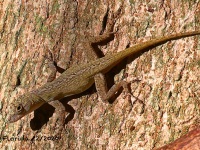 A10A2109Bark_Anole