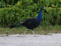 A10A2146Indian_Peafowl