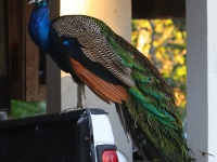 A10A2158Indian_Peafowl