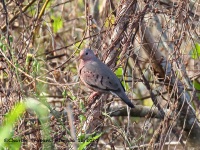 A10A2190Common_Ground-Dove