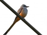 A10A2245Scissor-tailed_Flycatcher