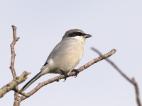 A10A2260Loggerhead_Shrike