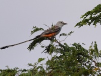 A10A2311Scissor-tailed_Flycatcher