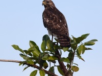 A10A2331Red-Shouldered_Hawk
