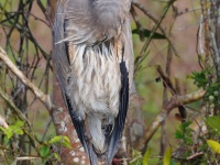 A10A2341Great-Blue_Heron