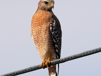 A10A2366Red-Shouldered_Hawk