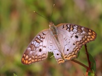 A10A2374White_Peacock