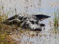 A10A2380Alligator