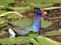 A10A2401Purple_Gallinule