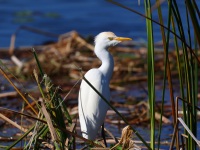 A10A2416Cattle_Egret