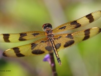 A10A2431Halloween_Pennant