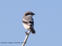 A10A2449Loggerhead_Shrike