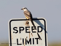 A10A2466Scissor-tailed_Flycatcher