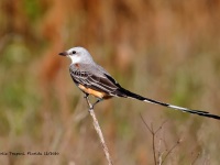 A10A2493Scissor-tailed_Flycatcher