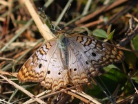 A10A2502White_Peacock