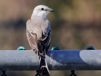 A10A2507Scissor-tailed_Flycatcher